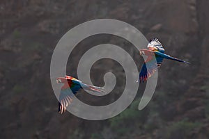 Red-and-green Macaw, Ara chloroptera, in the dark green forest habitat. Beautiful macaw parrot from Amazon, Peru. Bird in flight.