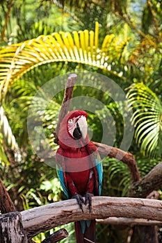 Red-and-green macaw Ara chloropterus