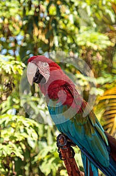Red-and-green macaw Ara chloropterus