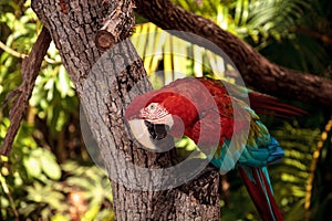 Red-and-green macaw Ara chloropterus