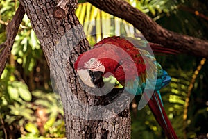 Red-and-green macaw Ara chloropterus