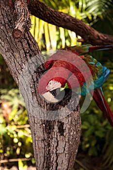 Red-and-green macaw Ara chloropterus