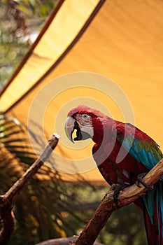 Red-and-green macaw Ara chloropterus