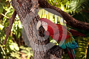 Red-and-green macaw Ara chloropterus