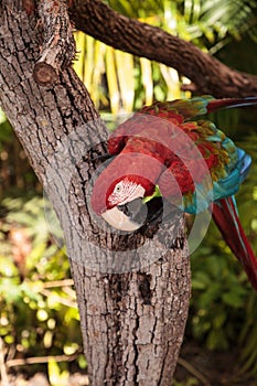 Red-and-green macaw Ara chloropterus