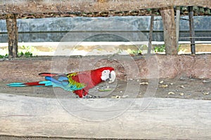 Red and green macaw, Ara Chloropterus