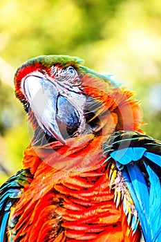 Red-and-green macaw, ara chloropterus