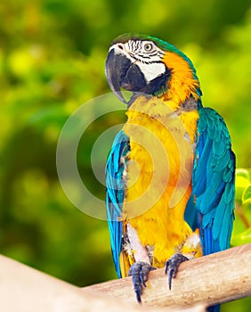 Red-and-green Macaw (Ara chloropterus)