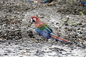 Red-and-green macaw, Ara chloropterus