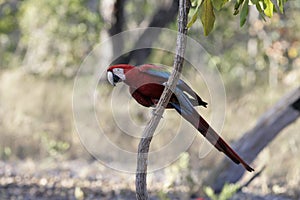 Red-and-green macaw, Ara chloropterus