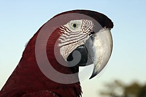 Red-and-green macaw, Ara chloropterus