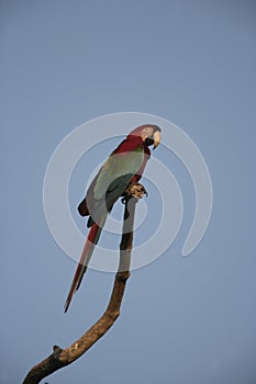 Red-and-green macaw, Ara chloropterus