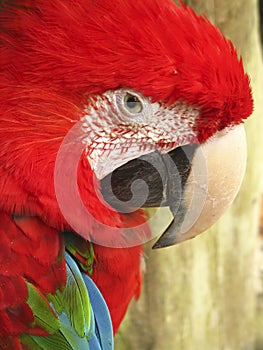 The red and green macaw Ara chloropterus, also known as the green-winged macaw is a large mostly red macaw of the genus Ara.