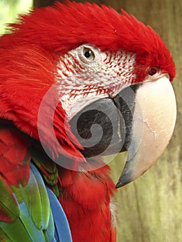 The red and green macaw Ara chloropterus, also known as the green-winged macaw is a large mostly red macaw of the genus Ara.