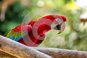 Red-and-Green Macaw (Ara chloropterus) in the Amazon Rainforest