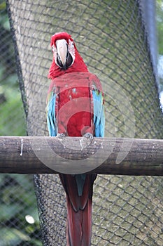 Red-and-green macaw (Ara chloropterus), Arara-vermelha, Amazon rainforest species, Brazilian macaw species