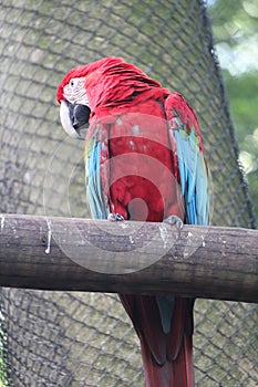 Red-and-green macaw (Ara chloropterus), Arara-vermelha, Amazon rainforest species, Brazilian macaw species