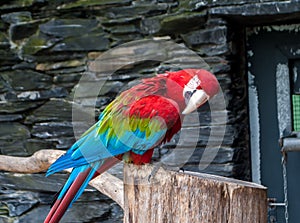 Red-and-green macaw, Ara chloropterus, beautiful parrot sitting on a branch with bowed head