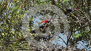 red and green macaw, Ara chloropterus, Brazil