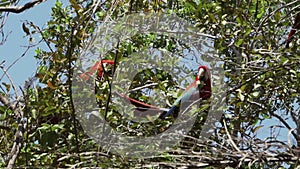 red and green macaw, Ara chloropterus, Brazil