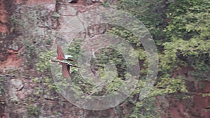 red and green macaw, Ara chloropterus, Brazil