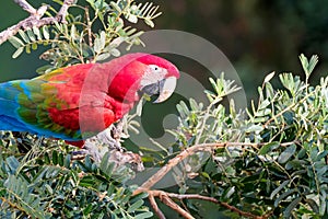 Red And Green Macaw, Ara Chloropterus, Buraco Das Araras, near Bonito, Pantanal, Brazil