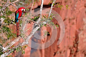 Red And Green Macaw, Ara Chloropterus, Buraco Das Araras, near Bonito, Pantanal, Brazil