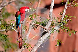 Red And Green Macaw, Ara Chloropterus, Buraco Das Araras, near Bonito, Pantanal, Brazil