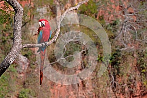 Red And Green Macaw, Ara Chloropterus, Buraco Das Araras, near Bonito, Pantanal, Brazil photo