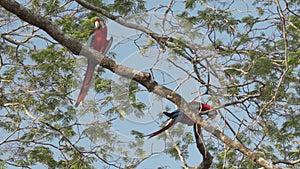 red and green macaw, Ara chloropterus, in a tropical tree