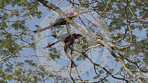 red and green macaw, Ara chloropterus, in a tropical tree