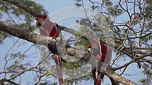 red and green macaw, Ara chloropterus, in a tropical tree