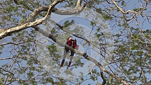 red and green macaw, Ara chloropterus, in a tropical tree