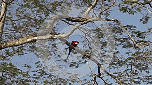 red and green macaw, Ara chloropterus, in a tropical tree