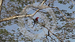 red and green macaw, Ara chloropterus, in a tropical tree