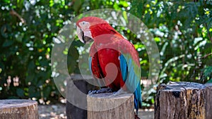 Red-and-green macaw (Ara chloropterus) at the zoo