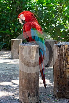 Red-and-green macaw & x28;Ara chloropterus& x29; at the zoo