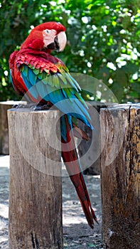 Red-and-green macaw (Ara chloropterus) at the zoo