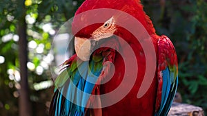 Red-and-green macaw & x28;Ara chloropterus& x29; at the zoo