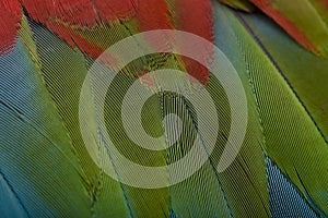 Red-and-green Macaw, close up on feathers