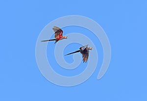 Red and Green Macaw in Flight photo