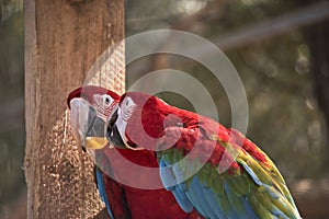 Red-and-green macaw or green-winged macaw