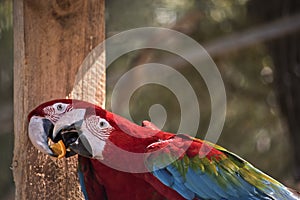 Red-and-green macaw or green-winged macaw