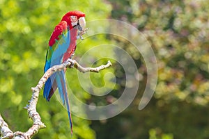 Red-and-green macaw or green-winged macaw, Ara chloropterus
