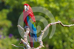 red-and-green macaw or green-winged macaw  Ara chloropterus