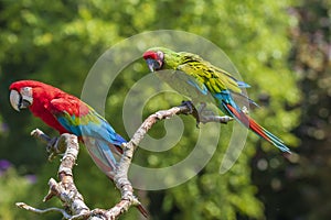 Red-and-green macaw or green-winged macaw, Ara chloropterus and a Buffons ara, Ara ambiguus