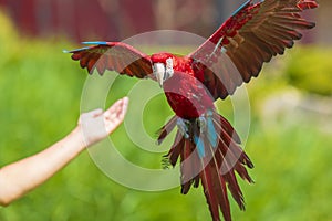 Red-and-green macaw or green-winged macaw, Ara chloropterus, flying