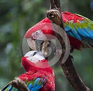 Red and green macaw or green winged macaw, scientific name ara chloropterus parrot bird in Parque das aves Foz do Iguacu Brazil Pa