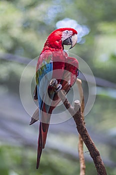 Red and green macaw or green winged macaw, scientific name ara chloropterus parrot bird in Parque das aves Foz do Iguacu Brazil Pa