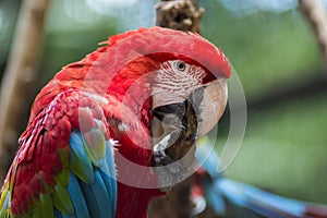 Red and green macaw or green winged macaw, scientific name ara chloropterus parrot bird in Parque das aves Foz do Iguacu Brazil Pa